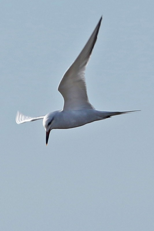 Snowy-crowned Tern - ML65282821