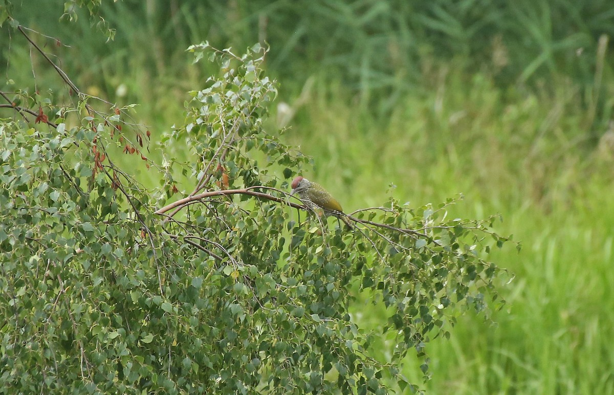 Eurasian Green Woodpecker - ML65283091