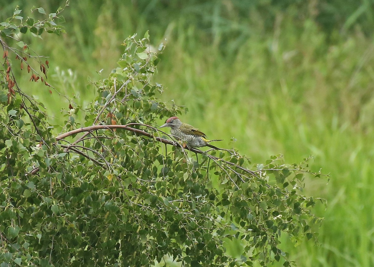 Eurasian Green Woodpecker - ML65283111