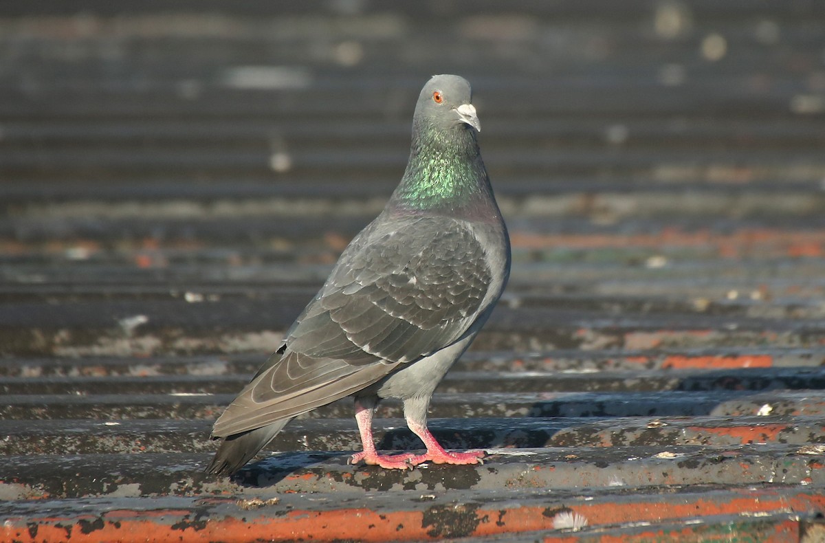 Rock Pigeon (Feral Pigeon) - ML65284251
