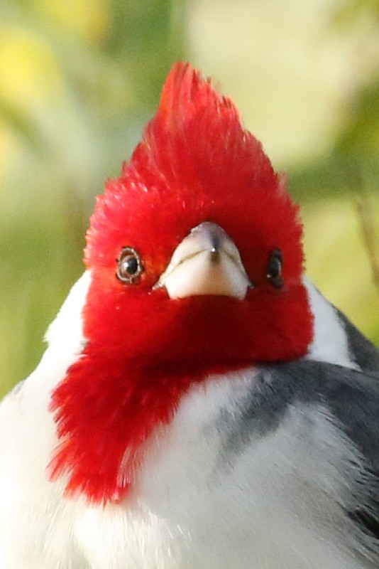 Red-crested Cardinal - J. Simón Tagtachian