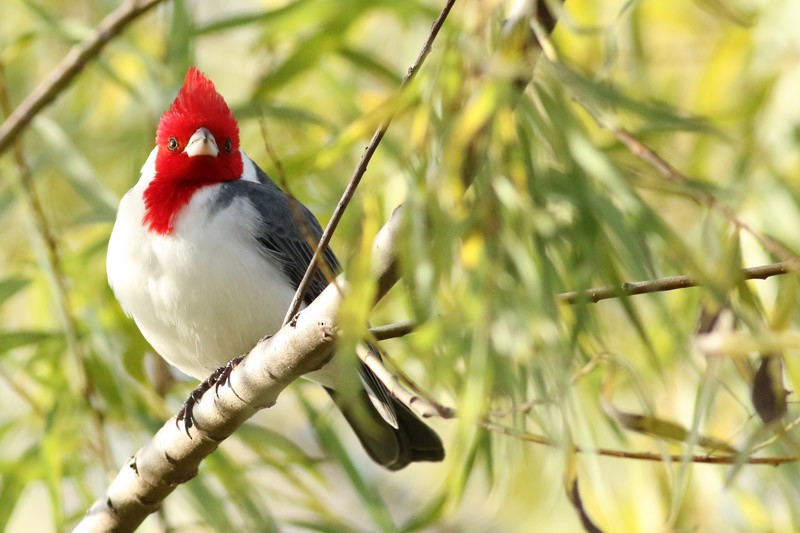 Red-crested Cardinal - J. Simón Tagtachian