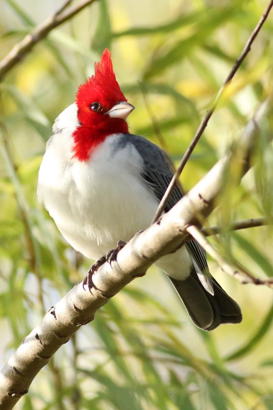 Red-crested Cardinal - ML65284891