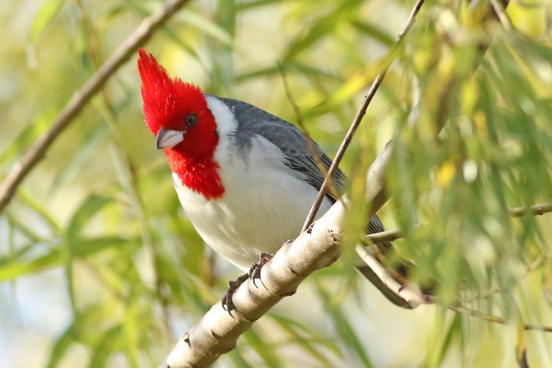 Red-crested Cardinal - ML65284901
