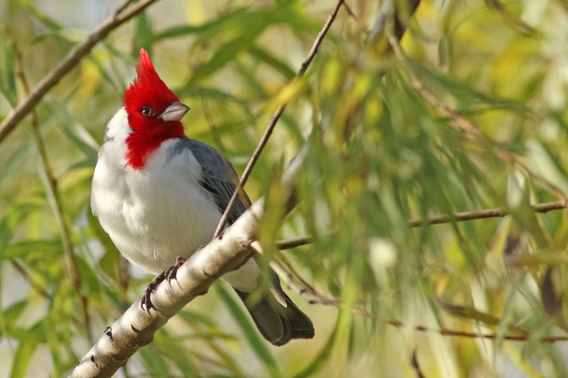 Red-crested Cardinal - ML65284911