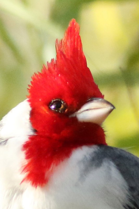Red-crested Cardinal - ML65284921