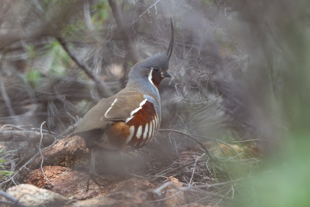 Mountain Quail