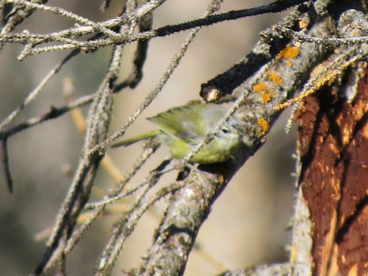 Orange-crowned Warbler - ML65289221