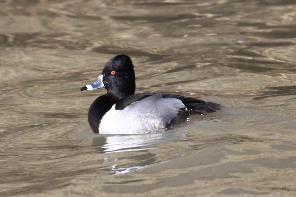 Ring-necked Duck - Timothy P. Jones
