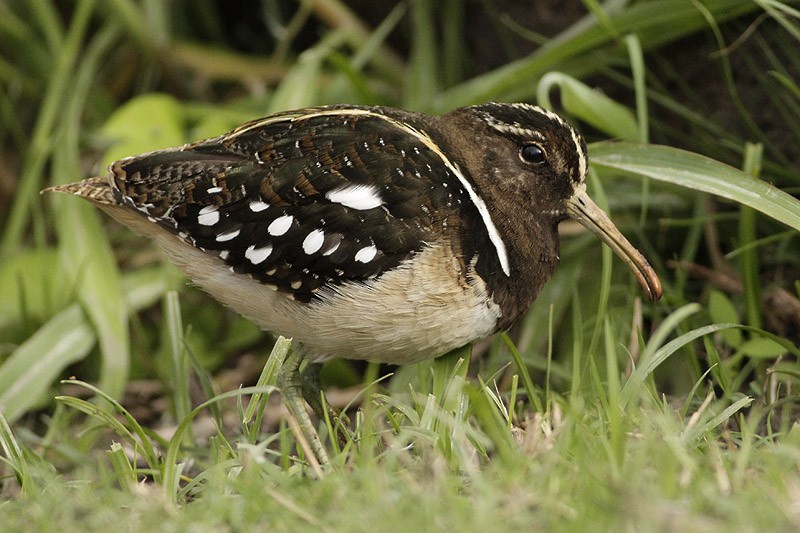 South American Painted-Snipe - ML65290131