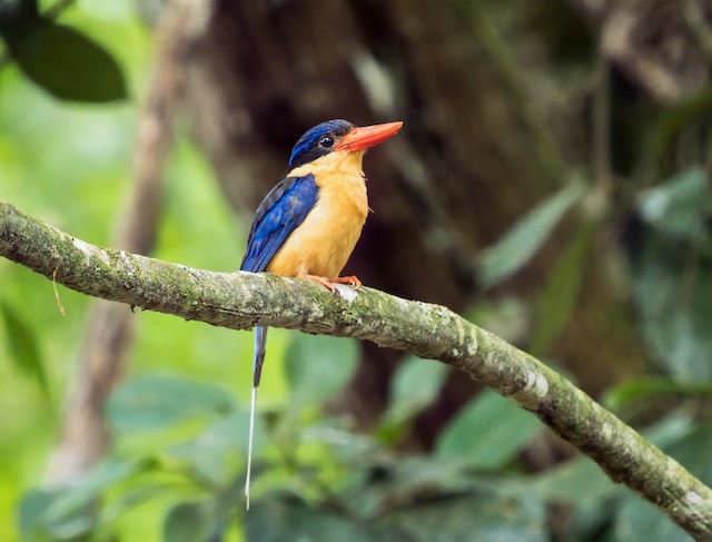 Buff-breasted Paradise Kingfisher (Tanysiptera sylvia) - Wet Tropics endemic bird, Queensland Australia