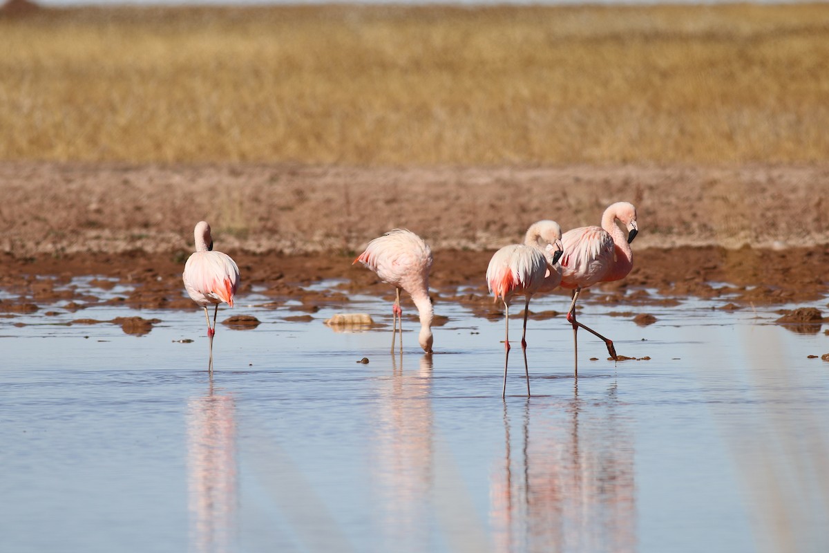 Chilean Flamingo - Steve Walker