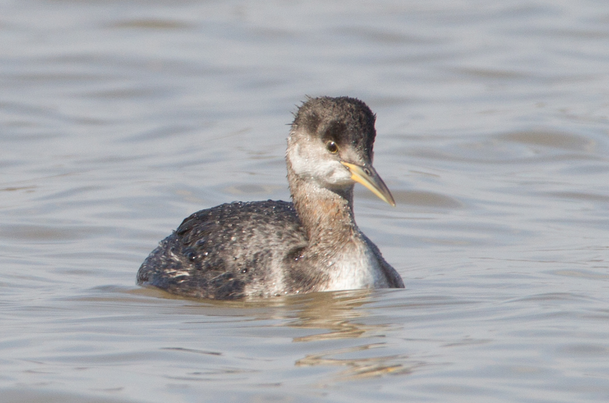 Red-necked Grebe - ML65292081