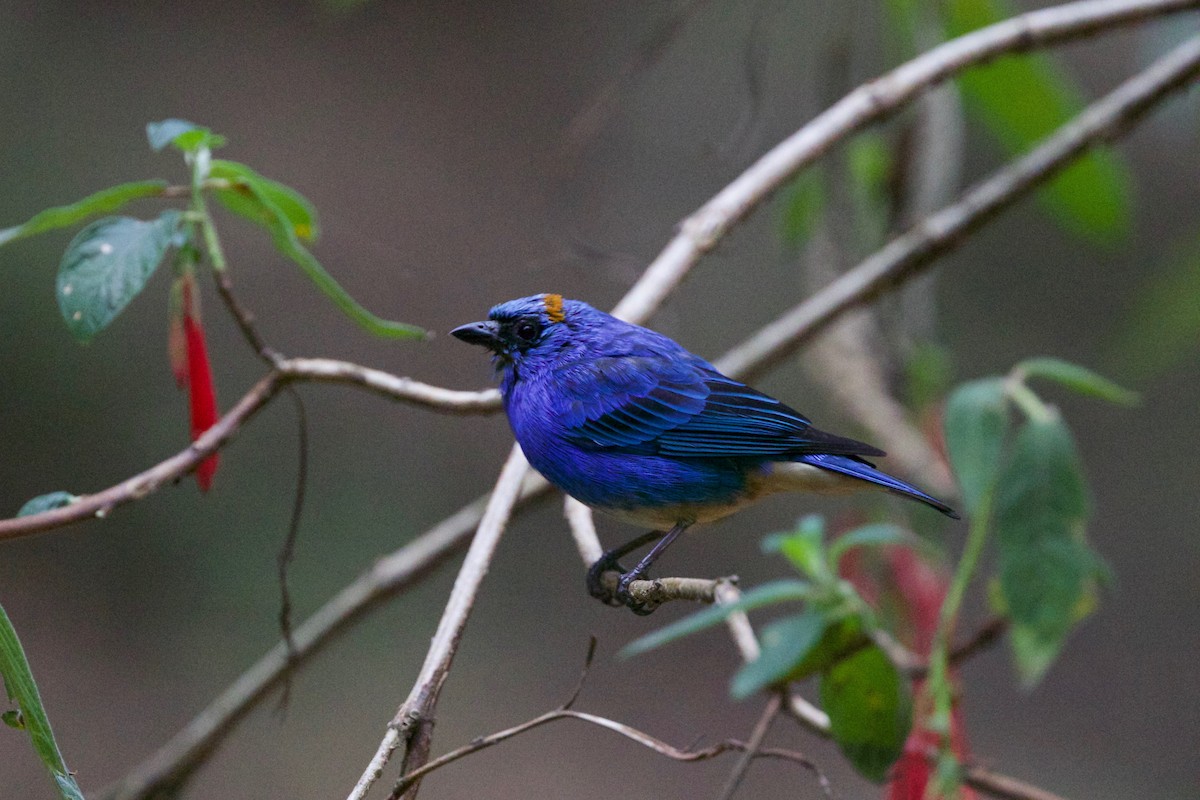 Golden-naped Tanager - ML65293341