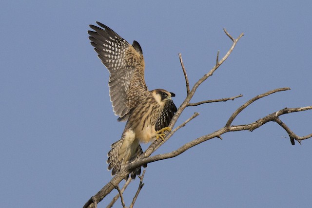 Similar species: juvenile Red-footed Falcon (<em class="SciName notranslate">Falco vespertinus</em>). - Red-footed Falcon - 