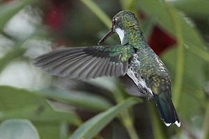 White-throated Hummingbird - J. Simón Tagtachian