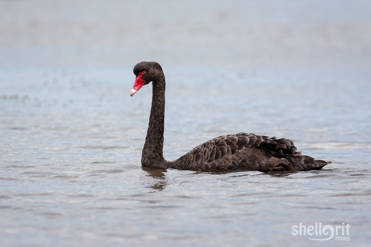 Black Swan - Luke Shelley