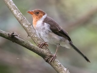 キバシコウカンチョウ - eBird