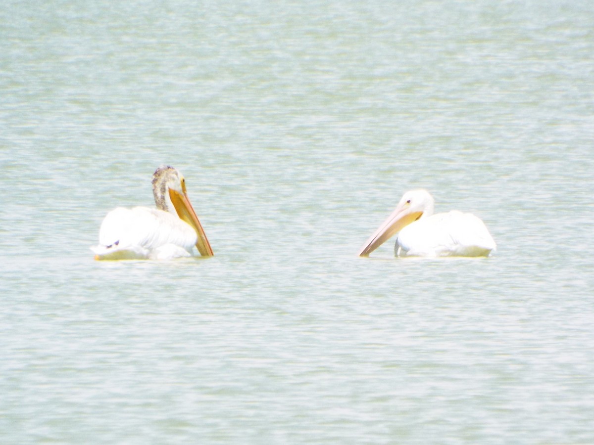 pelikán severoamerický - ML65297591