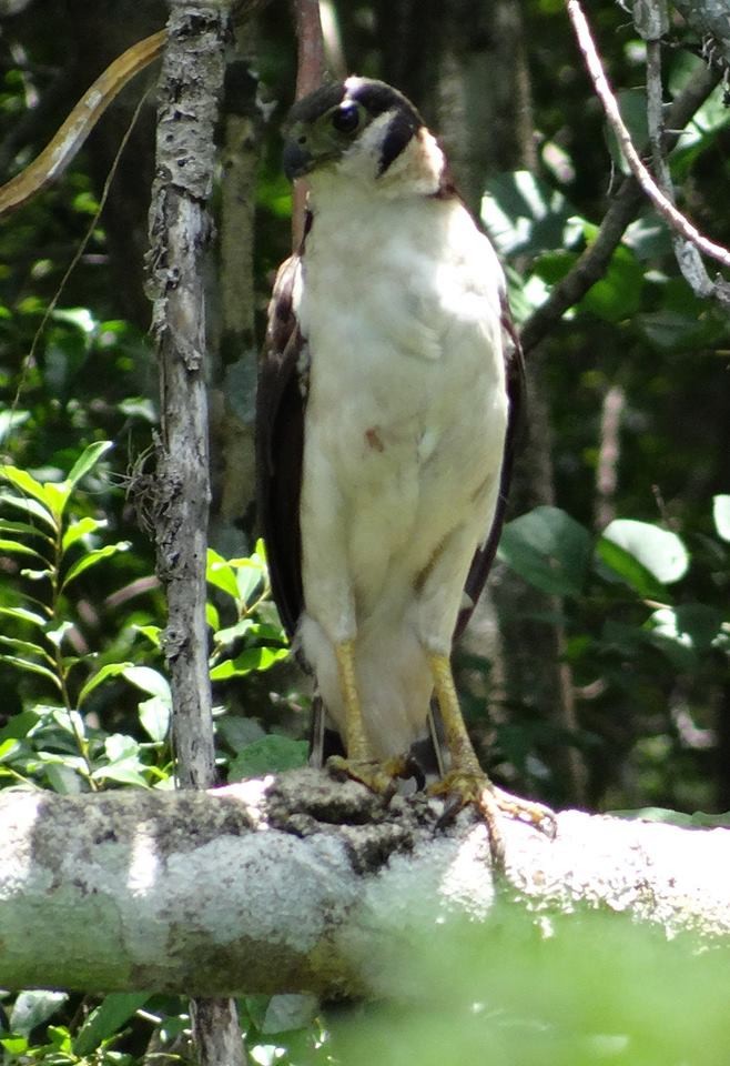 Collared Forest-Falcon - Ichi Wildlife Tours