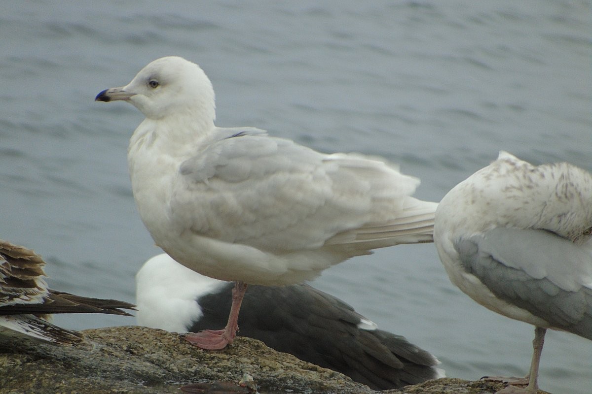 Iceland Gull (kumlieni/glaucoides) - Robert Keereweer
