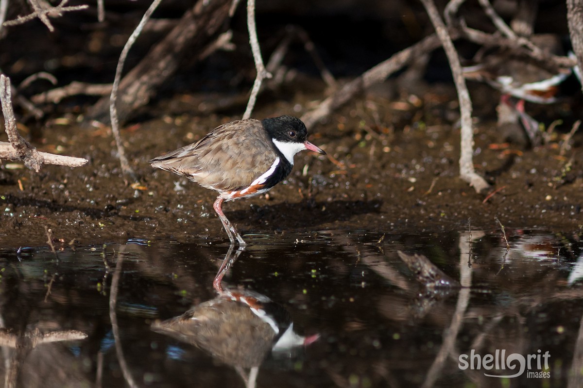 Red-kneed Dotterel - ML65304951