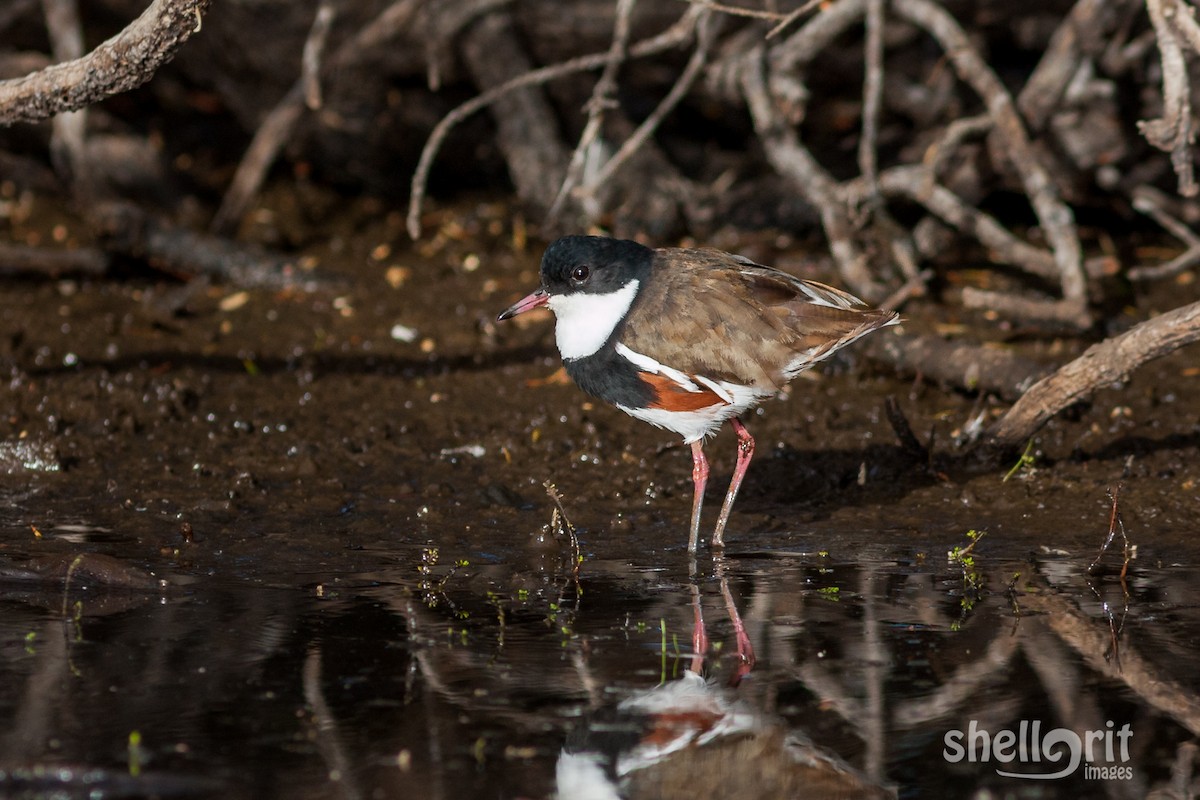 Red-kneed Dotterel - ML65304971