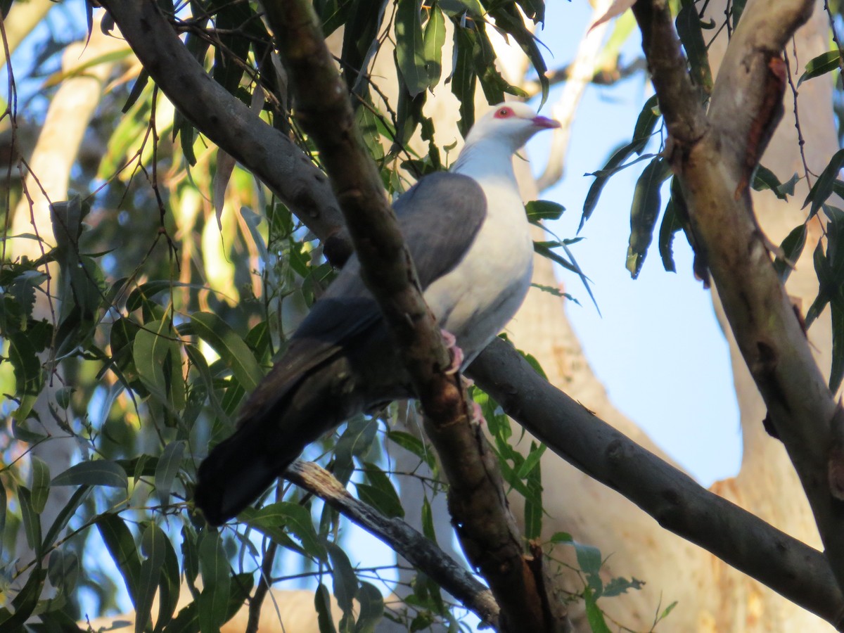 White-headed Pigeon - ML65308721