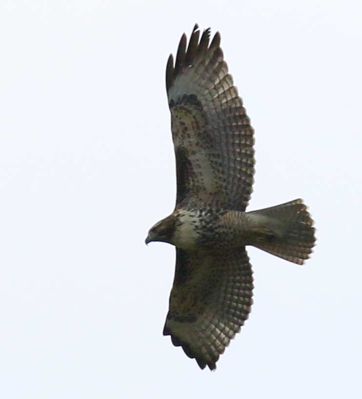 Red-tailed Hawk - ML65310121