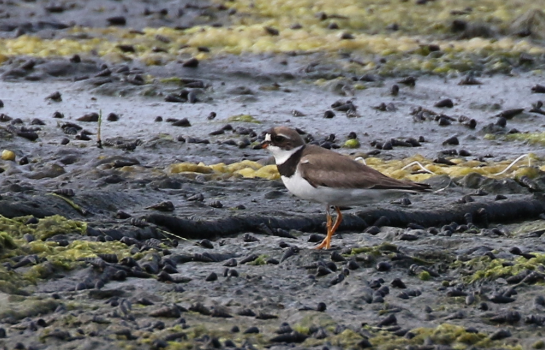 Semipalmated Plover - ML65310181