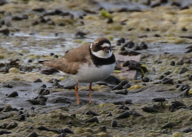 Semipalmated Plover - ML65310191