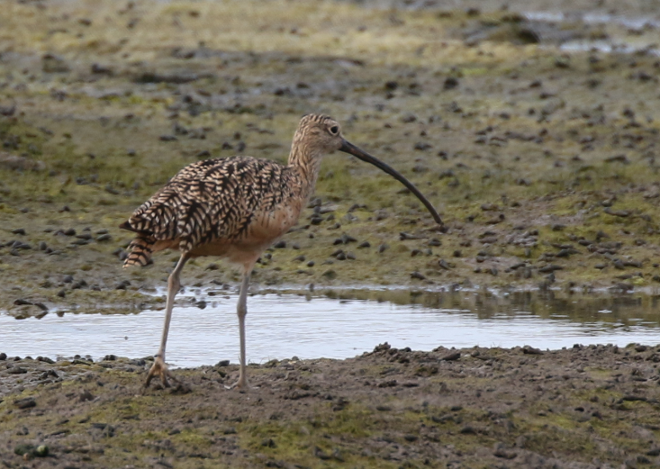 Long-billed Curlew - ML65310221