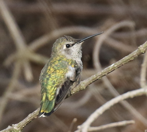 Anna's Hummingbird - ML65310301