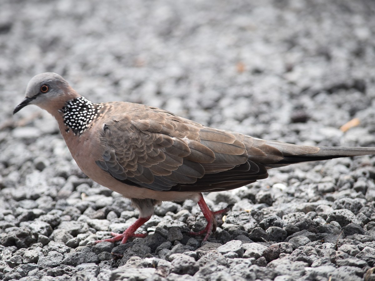 Spotted Dove - ML65312041