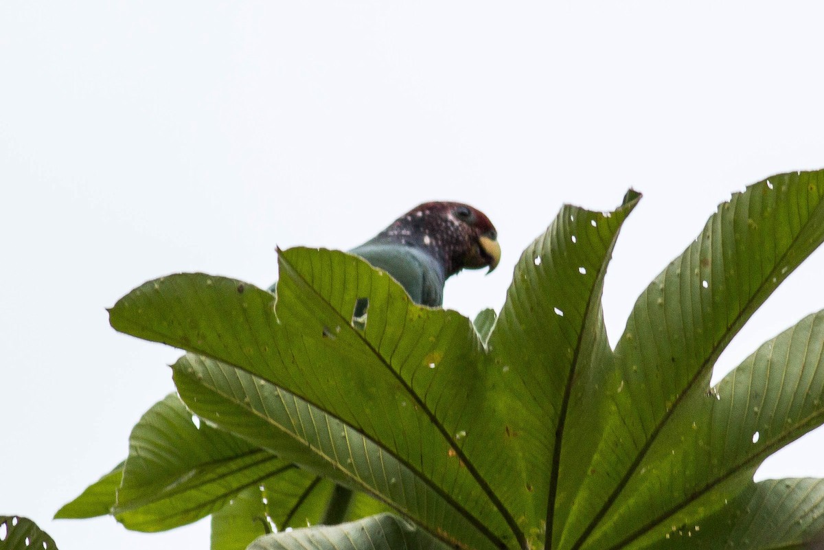 Speckle-faced Parrot (Plum-crowned) - ML65313651