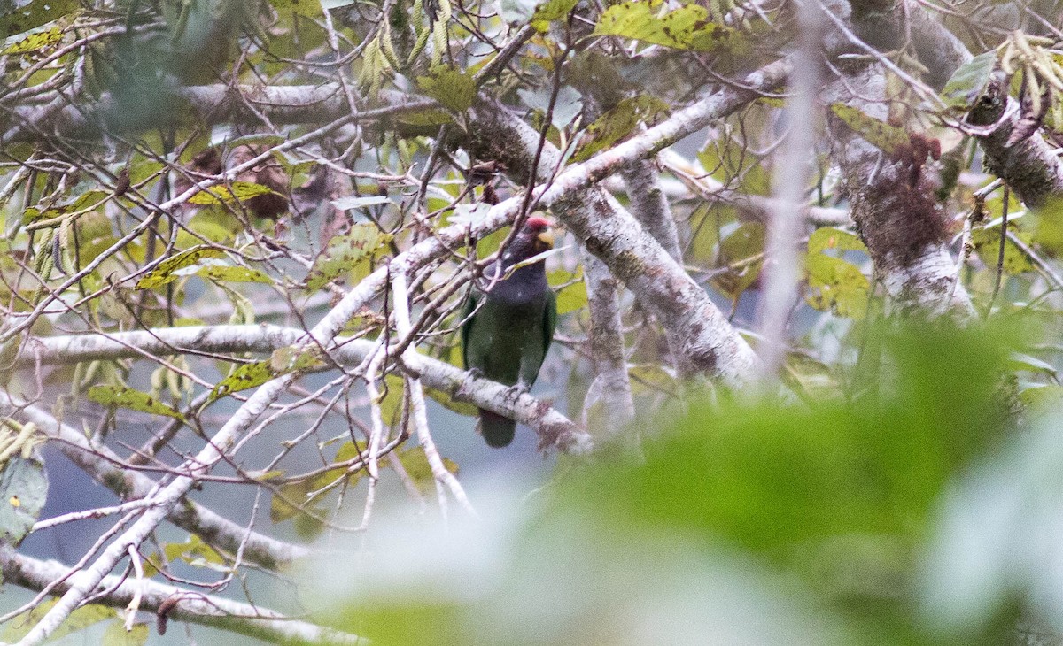 Speckle-faced Parrot (Plum-crowned) - ML65313721