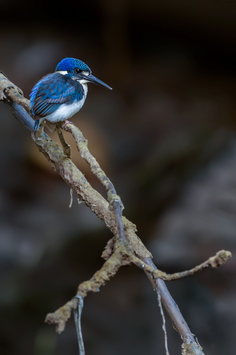 Little Kingfisher - Mark Bennett