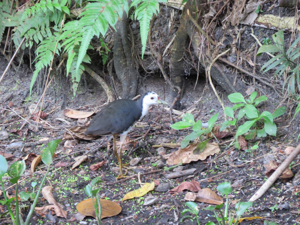 White-breasted Waterhen - Tom Eck