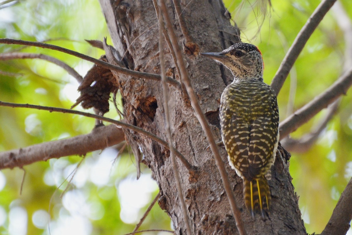 Golden-tailed Woodpecker - Henry Cook