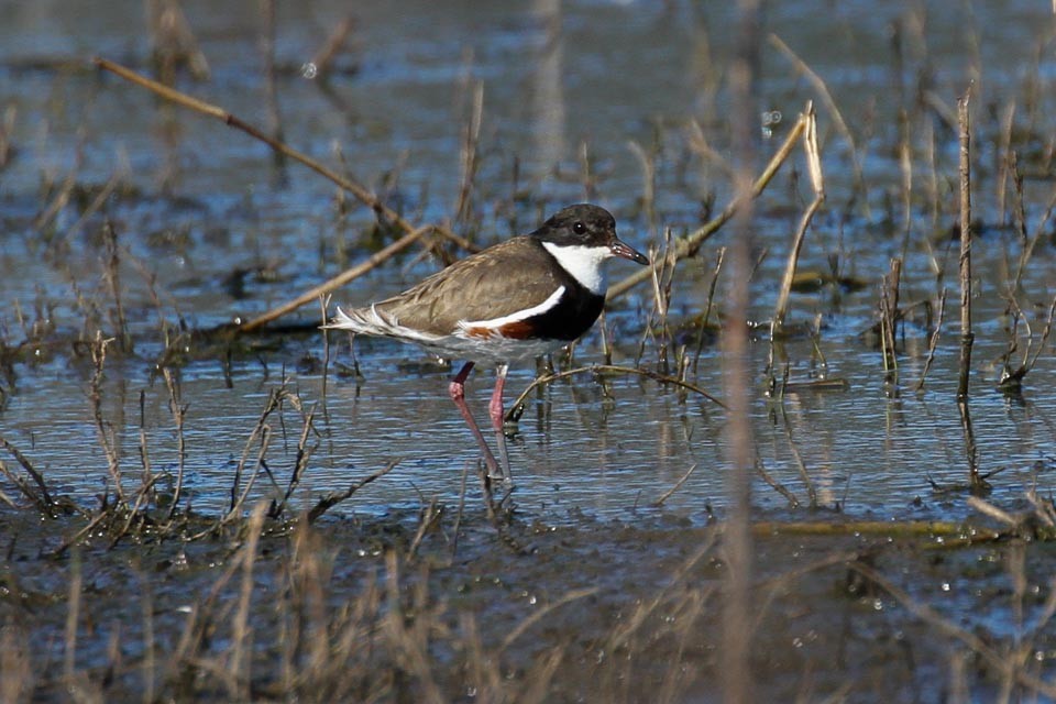 Red-kneed Dotterel - James Kennerley