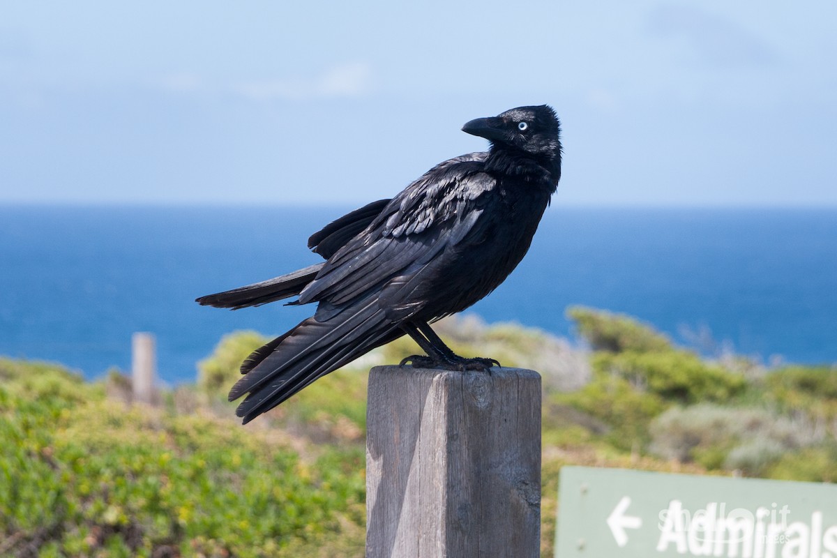 Australian Raven - ML65316821