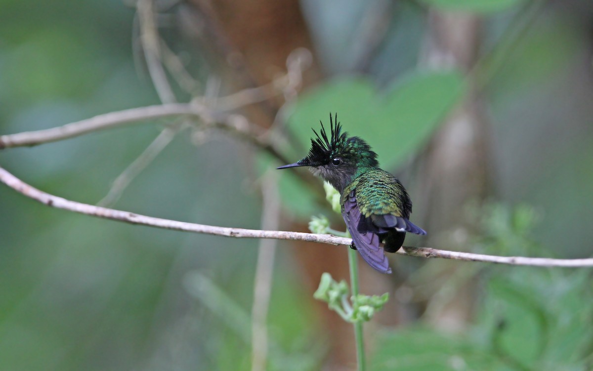 Antillean Crested Hummingbird - ML65317661