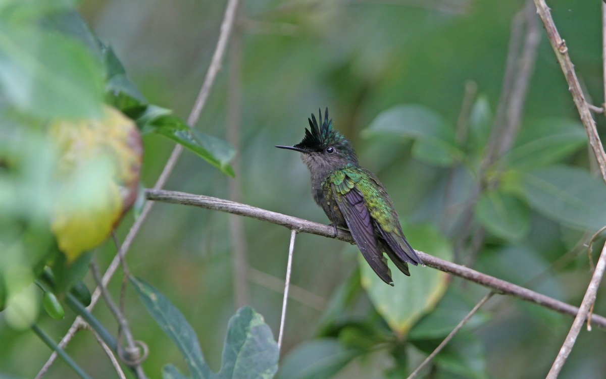 Antillean Crested Hummingbird - Christoph Moning