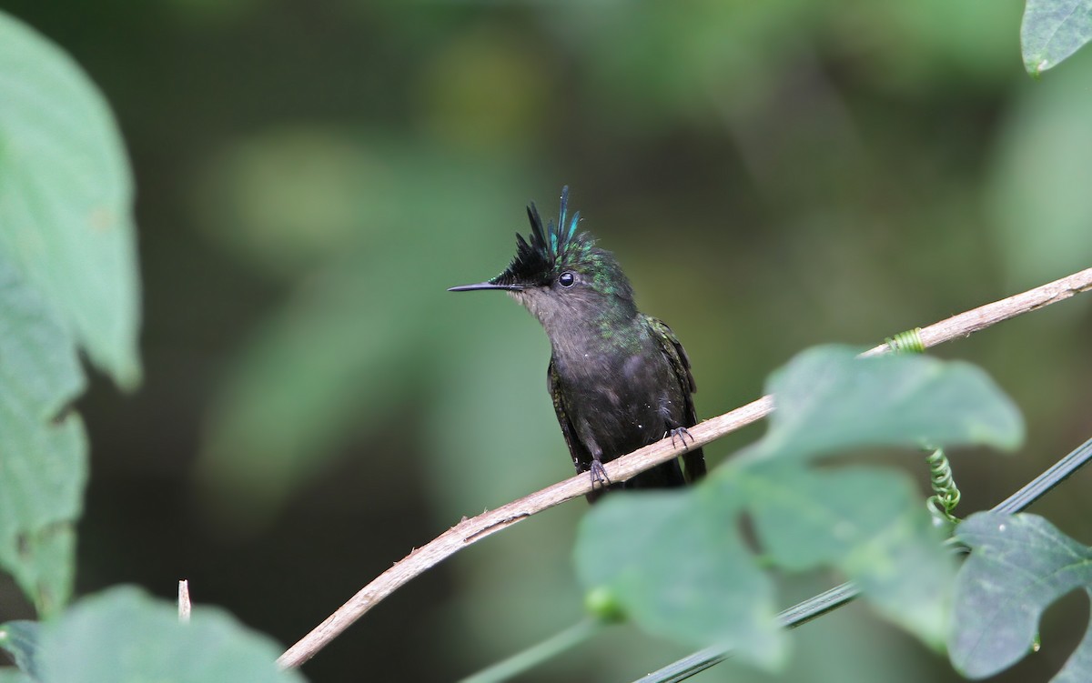 Antillean Crested Hummingbird - Christoph Moning