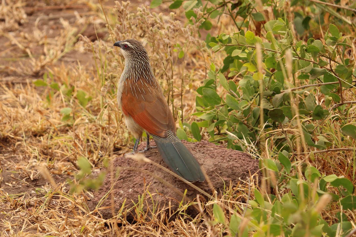 White-browed Coucal - ML65318251