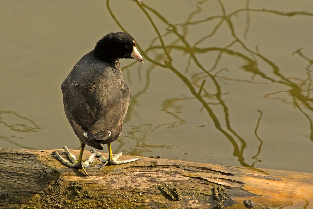 American Coot - Rob Dickerson