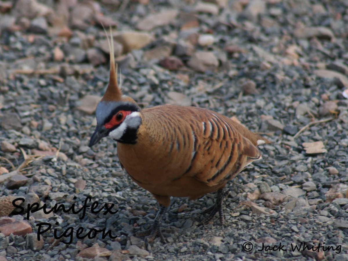 Spinifex Pigeon - Jack Whiting