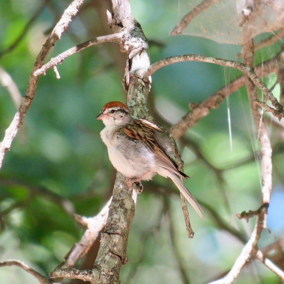 Chipping Sparrow - ML65325411