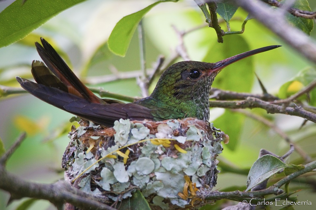 Rufous-tailed Hummingbird - ML65325581