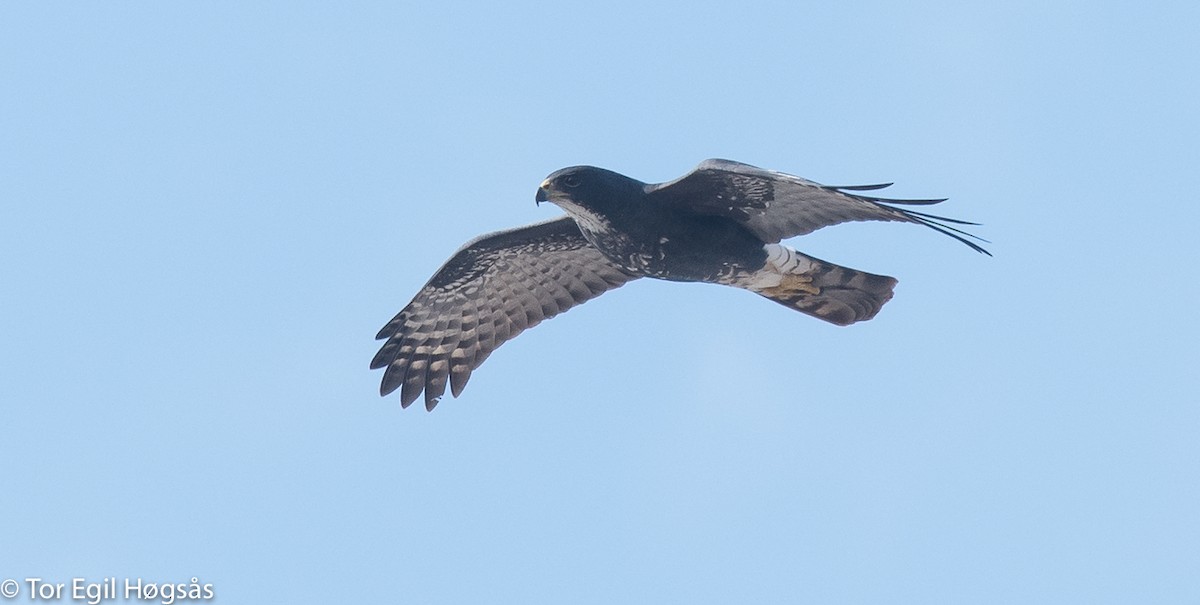 Black Goshawk